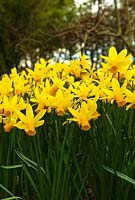 Clumps of Narcissus 'February Gold' at Broadleigh Gardens