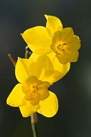 Narcissus jonquilla 'Sun Disc'. Alec Gray hybrid at Broadleigh Gardens