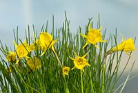Narcissus bulbocodium conspicuus - Broadleigh Gardens