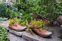 Sedums in old shoes under Pinus Mugo