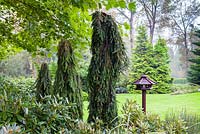 Picea abies 'Inversa'  in autumn border