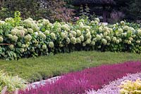 Modern style planting with Calluna vulgaris and Hydrangea paniculata