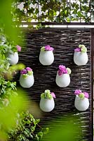 Dianthus in white pots hanging on woven fence. 