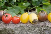 Heirloom tomatoes 'Yellow Plum', 'Black Cherry', 'Cream Sausage' and 'Gardener's Delight' 
