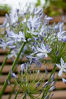 Agapanthus in modern small town garden designed by James Walsh 
