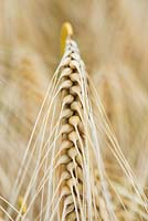 Hordeum vulgare - Barley 