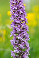 Gymnadenia conopsea - Fragrant Orchid