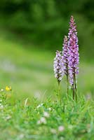 Gymnadenia conopsea - Fragrant Orchids in the grass in an English nature reserve