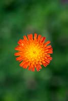 Hieracium aurantiacum - Fox and cubs - Orange Hawkweed flower 