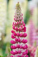 Lupinus 'The Chatelaine' - Lupin 