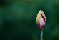 Papaver somniferum 'Victoria Cross' - Poppy
