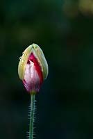 Papaver somniferum 'Victoria Cross' - Poppy
