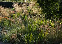 Stipa gigantea (Golden Oats) on a bright early morning in July with Oenothera macrocarpa (Evening Primrose) in the foreground.  Merriments Gardens, East Sussex.