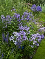 Campanula lactiflora 'Prichard's Variety', Salvia 'Oxford Blue' and Veronica 