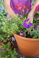 Step-by-step - planting a pink and purple themed container with Fuchsia 'Time after Time', Verbena 'Lavender Silver Magic' and Pelargoniums 
