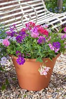 Step-by-step - finished pink and purple themed container   with Fuchsia 'Time after Time', Verbena 'Lavender Silver Magic' and Pelargoniums
