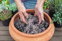 Step by step - planting a succulent container including Echeveria 'Pearl of Nuremberg' and 'Elegans', Stapelia and Kalanchoe 'tubiflora' 