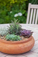 Step by step - planting a succulent container. Finished pot with Echeveria 'Pearl of Nuremberg' and 'Elegans', Stapelia and Kalanchoe 'tubiflora' 

