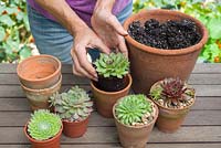 Step by step - planting succulents in small terracotta pots