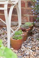 Step by step - planting succulents in small terracotta pots - row of finished pots by garden bench