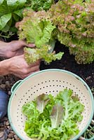 Step by step - Growing lettuce 'Lollo Rossa' in raised vegetable bed and harvesting 