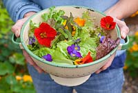Step by step - growing salad in raised vegetable bed - harvesting and making salad