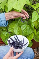 Step by step - Growing and harvesting French beans