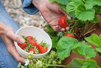 Step by step - Growing Fragaria 'Cambridge favourite' in terracotta strawberry planter and harvesting. Pot by Dunne and Hazell