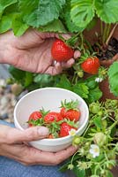 Step by step - Growing Fragaria 'Cambridge favourite' in terracotta strawberry planter and harvesting 
