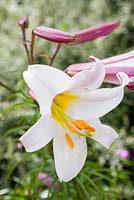 Step by step - Planting Lilium regale, moving container in to summer border