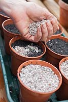 Step by step - Sowing primula seeds
