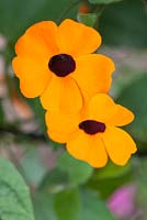Thunbergia alata syn. Black eyed Susan - Step by step - Planting blue and orange themed container