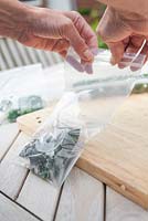 Step by step making herb ice cubes - Sage