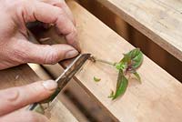 Step by step - Taking cuttings from Fuchsia