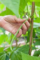 Step by step - Growing climbing French beans 'Fasold' - picking beans 