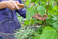 Step by step - Growing climbing French beans 'Fasold' - harvesting beans 