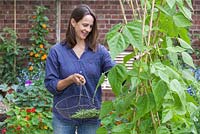 Step by step - Growing climbing French beans 'Fasold' - woman harvesting