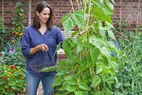 Step by step - Growing climbing French beans 'Fasold' - woman harvesting 