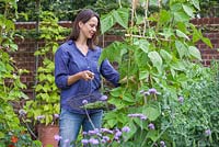 Step by step - Growing climbing French beans 'Fasold' - Woman picking beans 