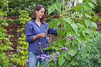 Step by step - Growing climbing French beans 'Fasold' - woman picking beans