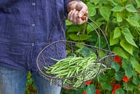 Step by step - Growing climbing French beans 'Fasold' - harvested beans in metal basket 