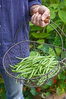 Step by step - Growing climbing French beans 'Fasold' - harvested beans in metal basket