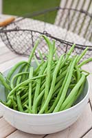 Step by step - Growing climbing French beans 'Fasold' 