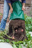 Step by step - Growing potatoes 'Rooster' in potato sack 