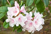 Rhododendron 'Pink Pearl' with soft pink flowers fading nearly white with red-brown speckling in late spring - Dorothy Clive Garden NGS, Staffordshire