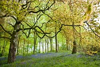 Decidous Woodland with bluebells and Beech Trees in late spring (Mid May) Whitmore Village, Staffordshire, England, U.K.