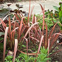 Phormium 'Evening Glow' evergreen perennial forming a clump of strap-shaped leaves that are predominately red with pink, bronze detail in June.
