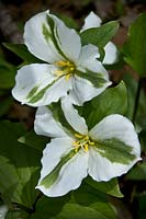 Trillium grandiflorum, with green stripe, possibly caused by a virus