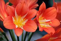 Clivia miniata - Kaffir Lily 