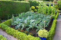 The vegetable garden with netted Brassica and clipped box edges - Southlands, Manchester NGS